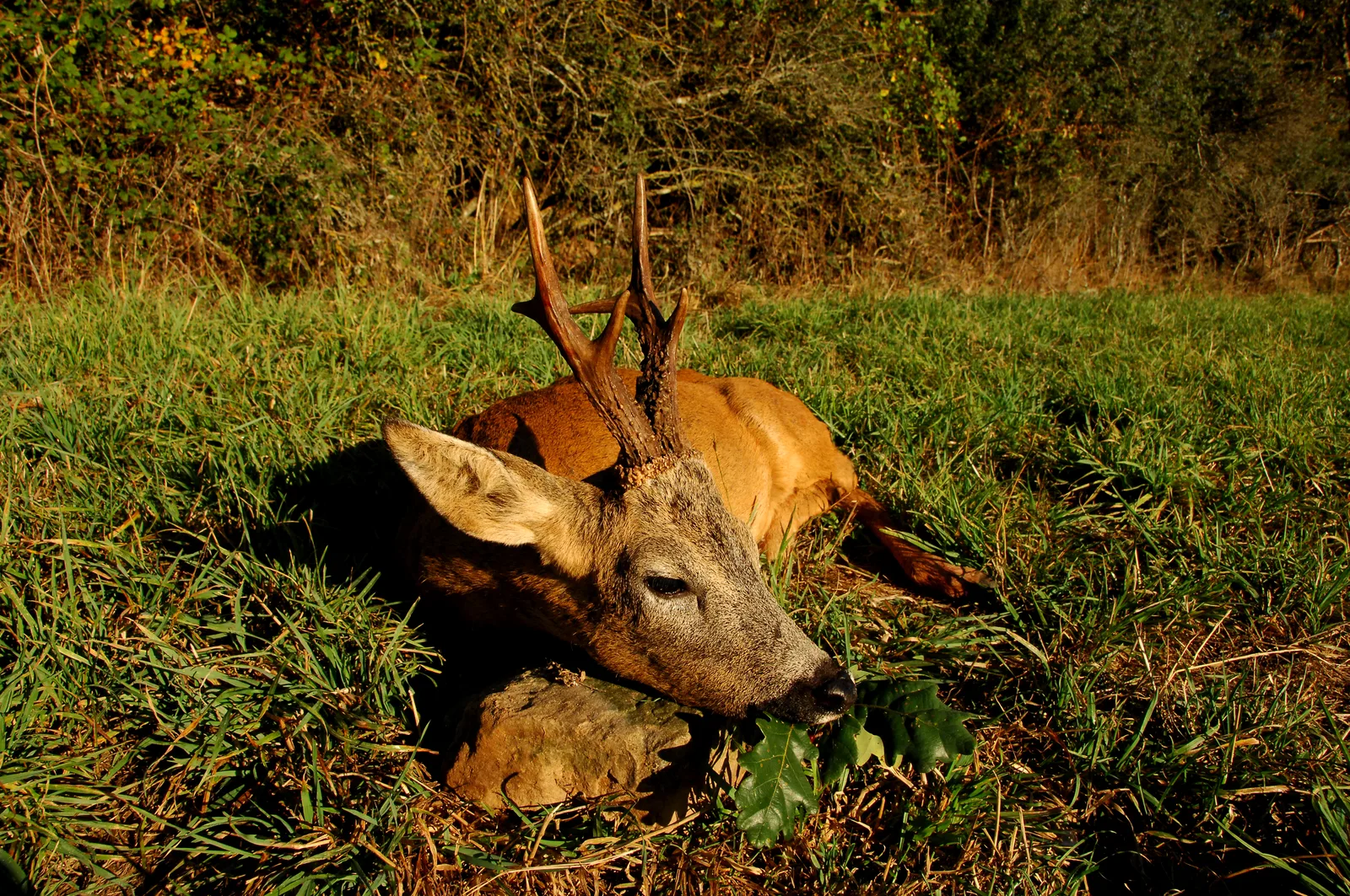 Roe Deer